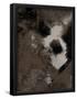 Essential Black