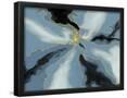 Essential Black