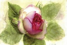 Eden Rose With Bud-Doris Joa-Giclee Print