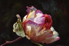 Eden Rose With Bud-Doris Joa-Giclee Print
