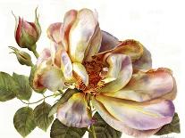 Eden Rose With Bud-Doris Joa-Giclee Print