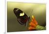 Doris longwing butterfly, La Selva Reserve, Rio Napo drainage, Amazon Basin, Ecuador-null-Framed Photographic Print