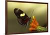 Doris longwing butterfly, La Selva Reserve, Rio Napo drainage, Amazon Basin, Ecuador-null-Framed Photographic Print