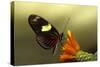 Doris longwing butterfly, La Selva Reserve, Rio Napo drainage, Amazon Basin, Ecuador-null-Stretched Canvas