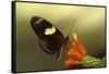 Doris longwing butterfly, La Selva Reserve, Rio Napo drainage, Amazon Basin, Ecuador-null-Framed Stretched Canvas