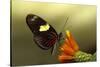 Doris longwing butterfly, La Selva Reserve, Rio Napo drainage, Amazon Basin, Ecuador-null-Stretched Canvas