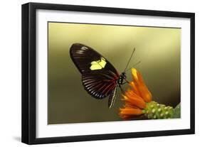 Doris longwing butterfly, La Selva Reserve, Rio Napo drainage, Amazon Basin, Ecuador-null-Framed Photographic Print