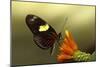 Doris longwing butterfly, La Selva Reserve, Rio Napo drainage, Amazon Basin, Ecuador-null-Mounted Photographic Print