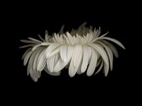 Daisy 10: White Gerbera Daisy-Doris Mitsch-Photographic Print