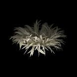 Tumbling White Chrysanthemums-Doris Mitsch-Photographic Print