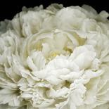 Tumbling White Chrysanthemums-Doris Mitsch-Photographic Print