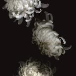 Dendra C3: White Chrysanthemum-Doris Mitsch-Photographic Print