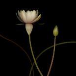 Water Lily D: Rising Water Lily-Doris Mitsch-Photographic Print