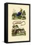 Dormouse, 1833-39-null-Framed Stretched Canvas