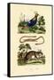 Dormouse, 1833-39-null-Framed Stretched Canvas