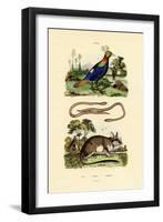 Dormouse, 1833-39-null-Framed Giclee Print