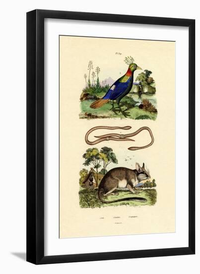 Dormouse, 1833-39-null-Framed Giclee Print