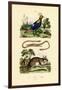 Dormouse, 1833-39-null-Framed Giclee Print