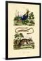 Dormouse, 1833-39-null-Framed Giclee Print