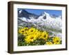 Doronicum flowers, Nationalpark Hohe Tauern, Tyrol, Austria-Martin Zwick-Framed Premium Photographic Print