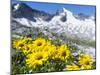 Doronicum flowers, Nationalpark Hohe Tauern, Tyrol, Austria-Martin Zwick-Mounted Premium Photographic Print