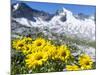 Doronicum flowers, Nationalpark Hohe Tauern, Tyrol, Austria-Martin Zwick-Mounted Photographic Print