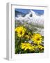 Doronicum flowers, Nationalpark Hohe Tauern, Tyrol, Austria-Martin Zwick-Framed Photographic Print