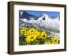 Doronicum flowers, Nationalpark Hohe Tauern, Tyrol, Austria-Martin Zwick-Framed Photographic Print