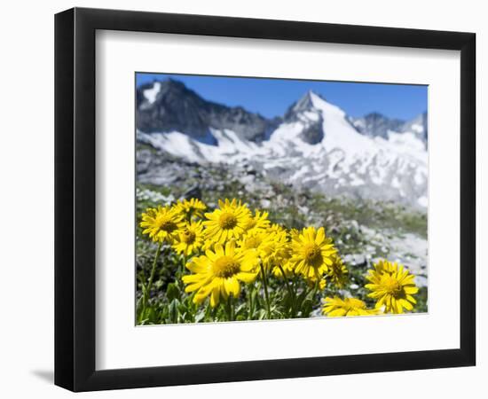 Doronicum flowers, Nationalpark Hohe Tauern, Tyrol, Austria-Martin Zwick-Framed Photographic Print