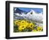 Doronicum flowers, Nationalpark Hohe Tauern, Tyrol, Austria-Martin Zwick-Framed Photographic Print