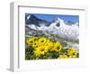 Doronicum flowers, Nationalpark Hohe Tauern, Tyrol, Austria-Martin Zwick-Framed Photographic Print