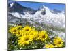 Doronicum flowers, Nationalpark Hohe Tauern, Tyrol, Austria-Martin Zwick-Mounted Photographic Print
