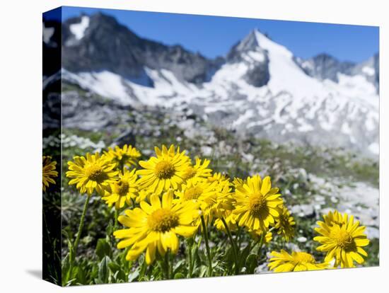 Doronicum flowers, Nationalpark Hohe Tauern, Tyrol, Austria-Martin Zwick-Stretched Canvas