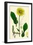 Doronicum Plantagineum Plantain-Leaved Leopard'S-Bane-null-Framed Giclee Print