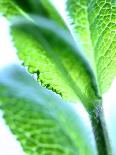 Cutlery with a Corn Salad Leaf-Dorota & Bogdan Bialy-Photographic Print