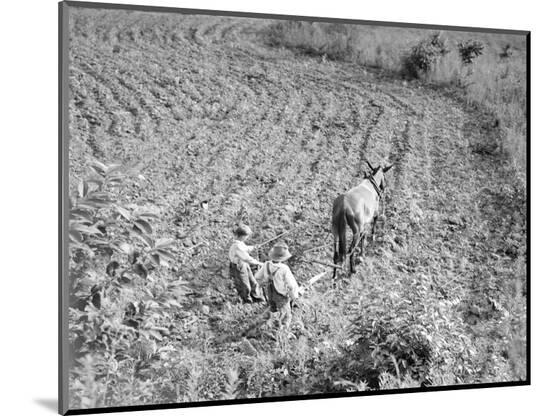 Photographic Print, , large
