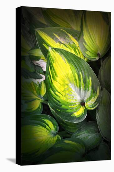 Dorothy Benedict Hosta-Philippe Sainte-Laudy-Stretched Canvas