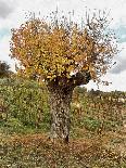 Walnut Avenue In Autumn Umbria-Dorothy Berry-Lound-Giclee Print