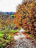 Walnut Avenue In Autumn Umbria-Dorothy Berry-Lound-Giclee Print