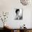 Dorothy Dandridge-null-Mounted Photo displayed on a wall