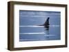 Dorsal Fin of an Orca Whale in Stephens Passage-null-Framed Photographic Print