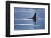 Dorsal Fin of an Orca Whale in Stephens Passage-null-Framed Photographic Print