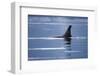 Dorsal Fin of an Orca Whale in Stephens Passage-null-Framed Photographic Print