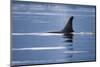 Dorsal Fin of an Orca Whale in Stephens Passage-null-Mounted Photographic Print