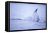 Dorsal Fin of Humpback Whale in Frederick Sound-Paul Souders-Framed Stretched Canvas