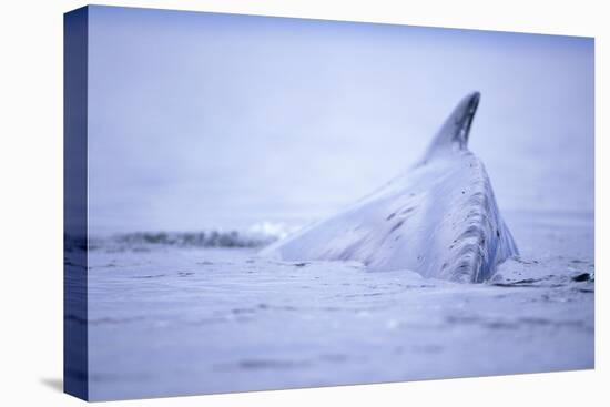 Dorsal Fin of Humpback Whale in Frederick Sound-Paul Souders-Stretched Canvas