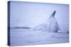 Dorsal Fin of Humpback Whale in Frederick Sound-Paul Souders-Stretched Canvas