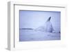 Dorsal Fin of Humpback Whale in Frederick Sound-Paul Souders-Framed Photographic Print