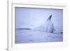 Dorsal Fin of Humpback Whale in Frederick Sound-Paul Souders-Framed Photographic Print
