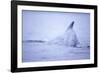 Dorsal Fin of Humpback Whale in Frederick Sound-Paul Souders-Framed Photographic Print